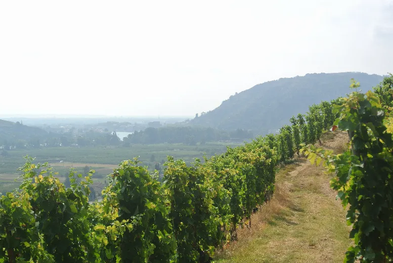 Domaine Jolivet
