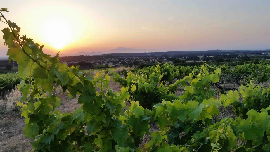 Domaine Mouriesse Vinum