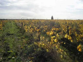 Domaine M. & S. Bouchet