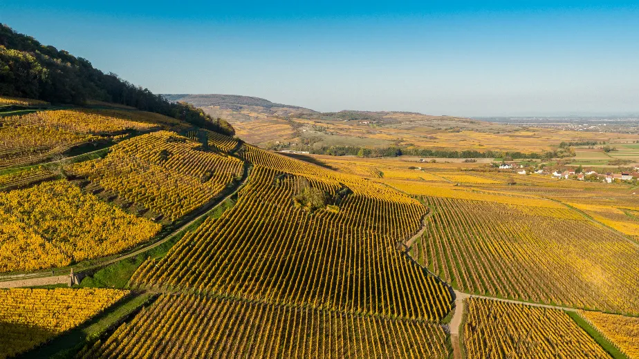 Domaine Dirler-Cadé