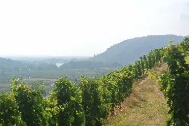Domaine Jolivet