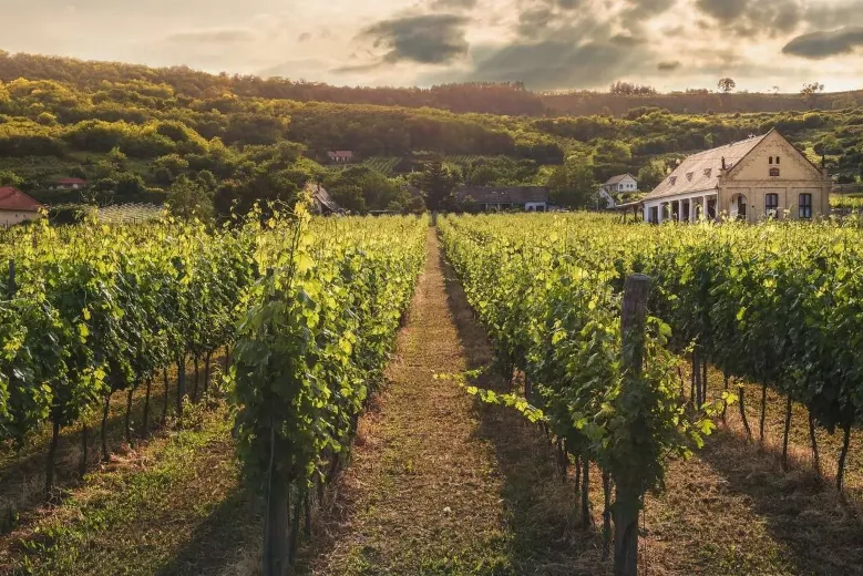 Domaine Louis Chenu