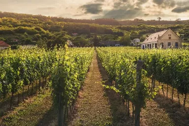 Domaine Louis Chenu