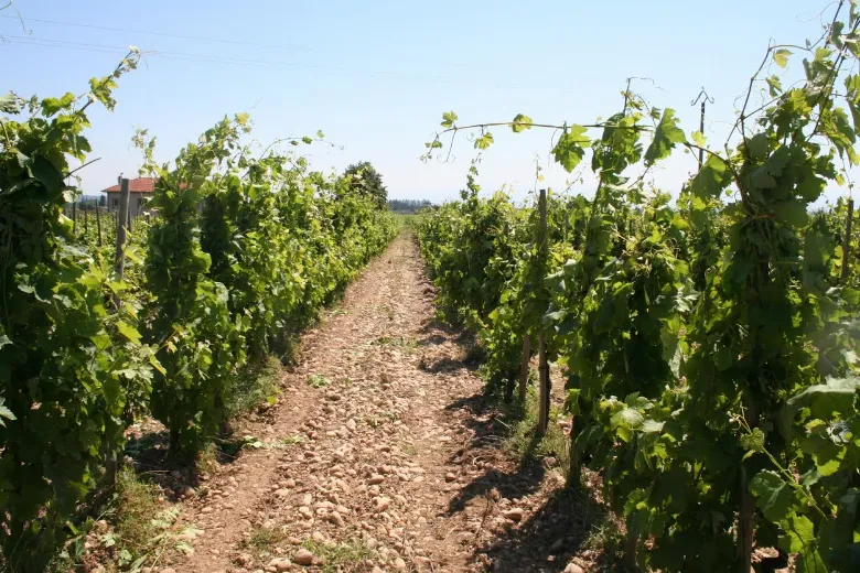 Domaine les 4 Vents