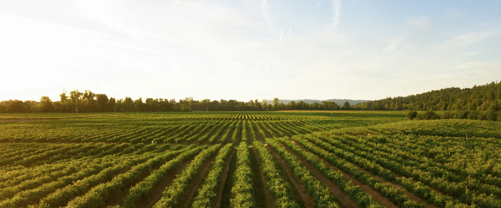 Rangs de vigne dans la lumière