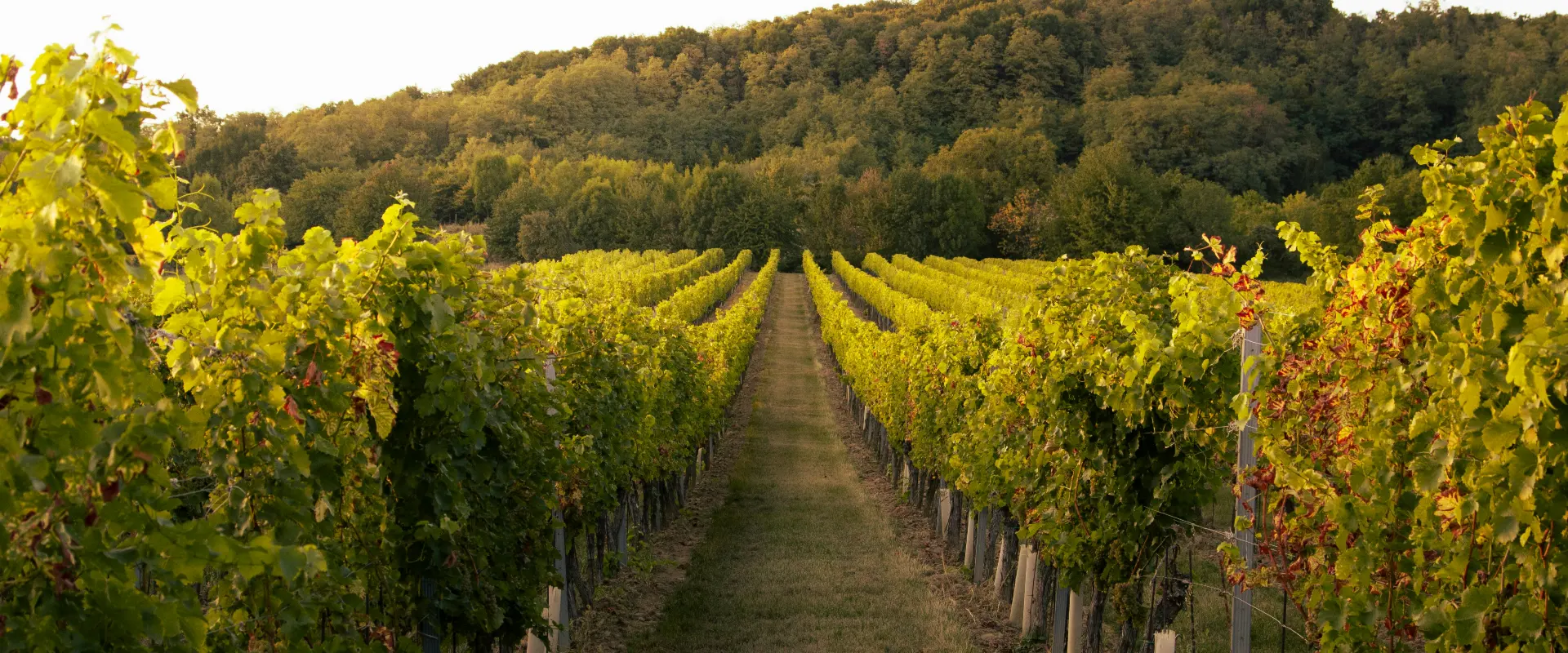 Paysage de vignoble en France