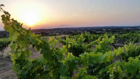Domaine Mouriesse Vinum