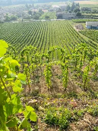 Domaine Jolivet