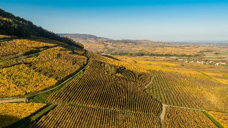 Domaine Dirler-Cadé