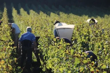 Domaine des Ronces