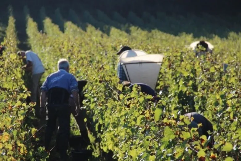 Domaine des Ronces