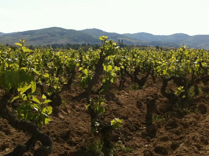Domaine Jean-Paul et Charly Thevenet