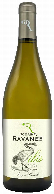 Ibis Blanc