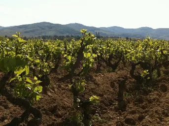Domaine Jean-Paul et Charly Thevenet
