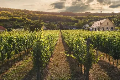Domaine Louis Chenu