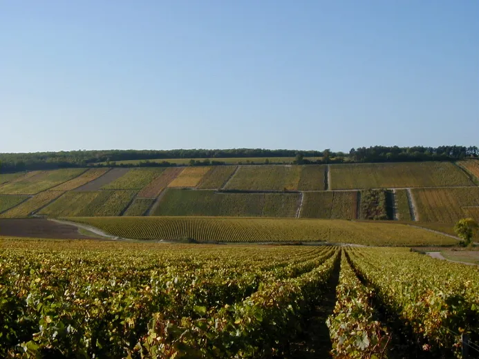 Domaine Bernard Defaix