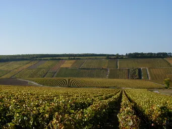 Domaine Bernard Defaix